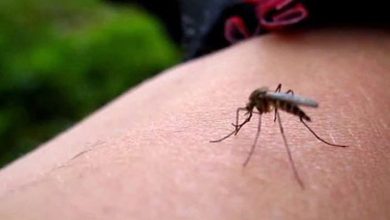 Zika virüsü nedir ve hamileler için neden önemlidir?